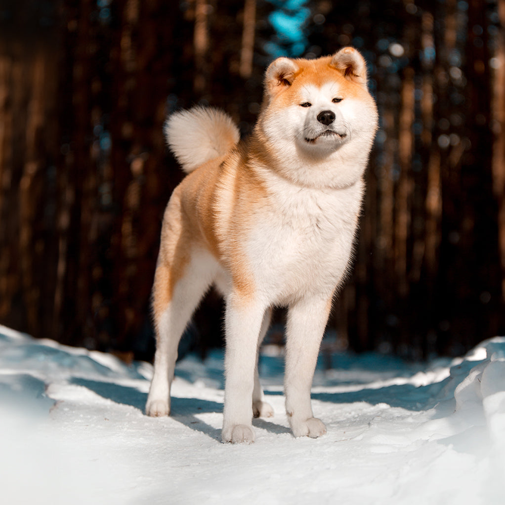 Akita Custom Shaped Pillow ()