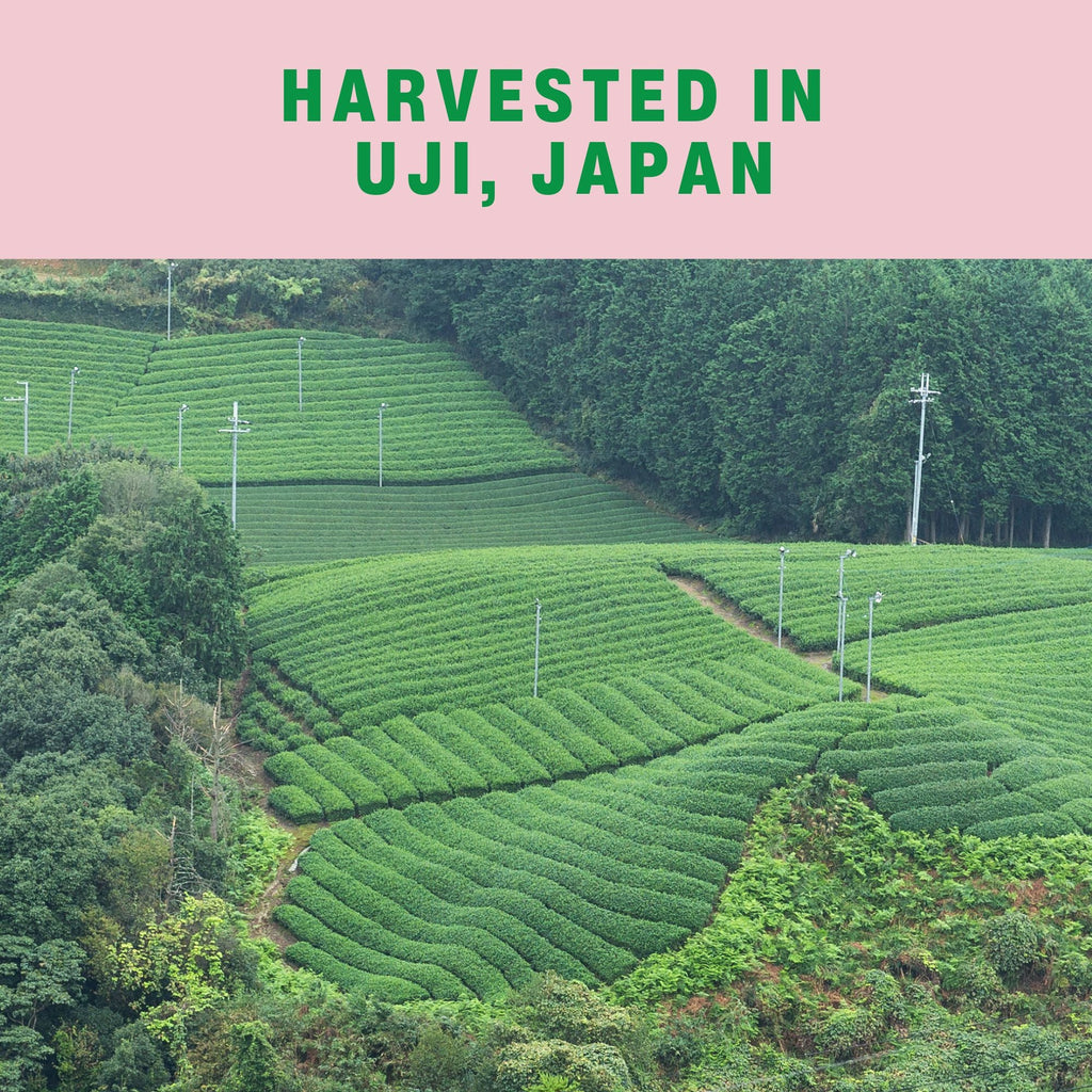 Ceremonial Matcha, 1 oz.